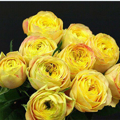 德国柠檬绒球灌木月季扦插花苗抗病性强大花切花庭院阳台盆栽庭院