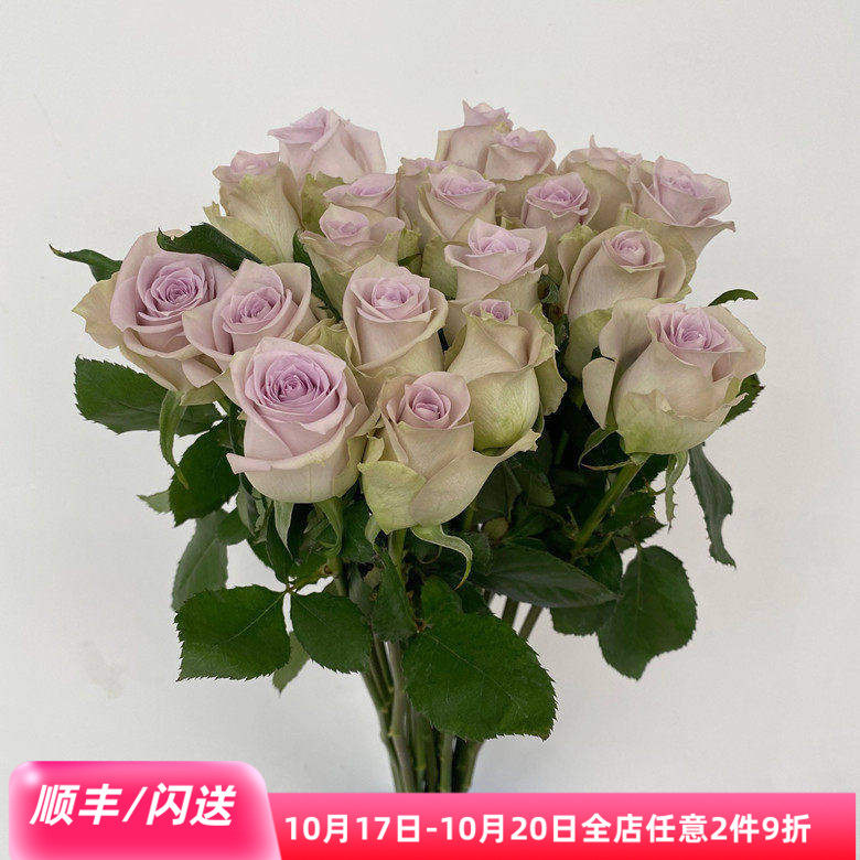 藕荷色玫瑰花海洋之谜家用鲜花