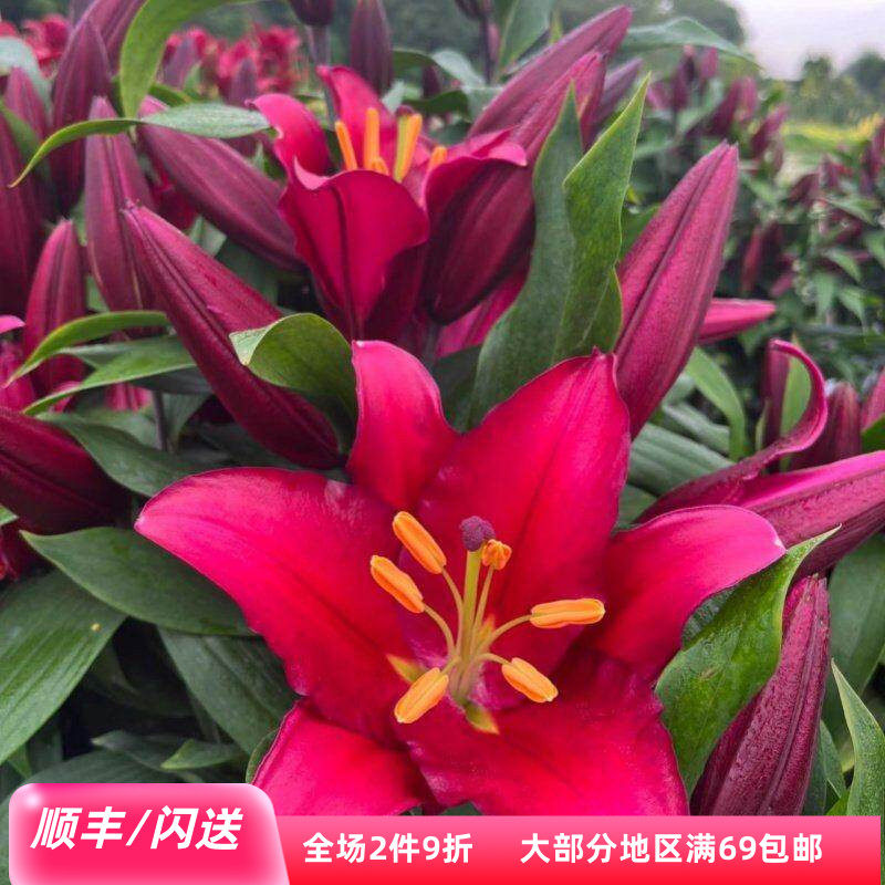 紫蒂百合鲜花10枝大朵深色速递