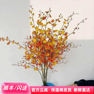秋色跳舞兰鲜切花（吸色）家庭办公室观赏瓶插花花艺教学婚礼花材