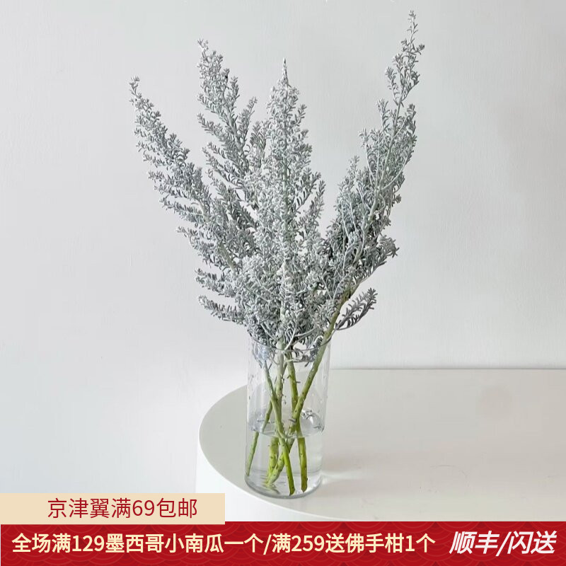 地肤草鲜花搭配花材一扎5枝