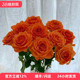 橘色大头国王日玫瑰鲜花家庭办公室装 饰花艺点缀水培好养北京速递