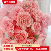 18枝多款 康乃馨鲜花水养花温馨母亲节教师节花束插花北京同城速递