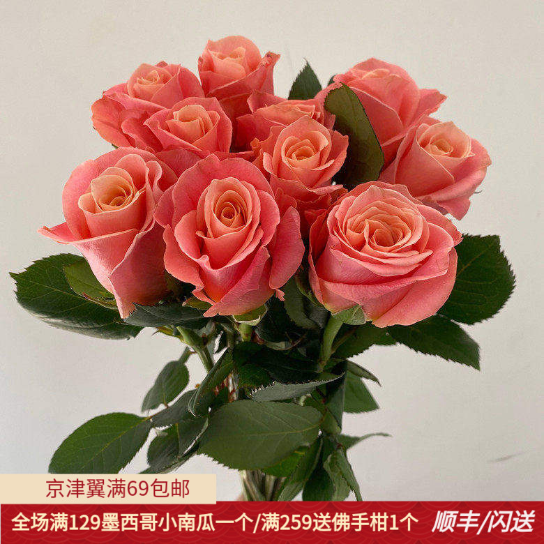 猪猪小姐玫瑰鲜切花情人节求婚迷你可爱型 家用鲜花DIY花艺 速递