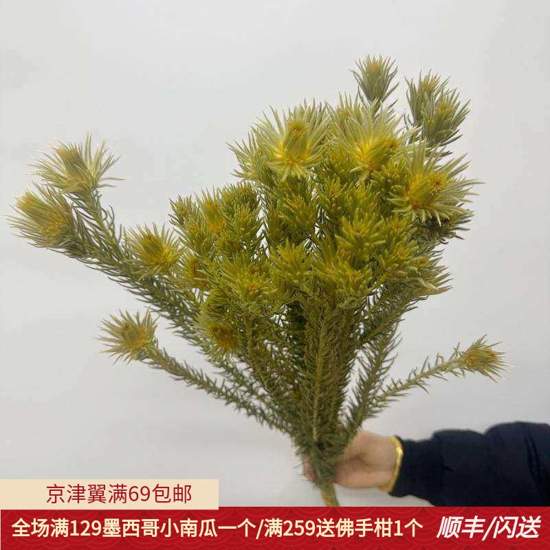 5枝多头金鹅绒鲜切花可做干花