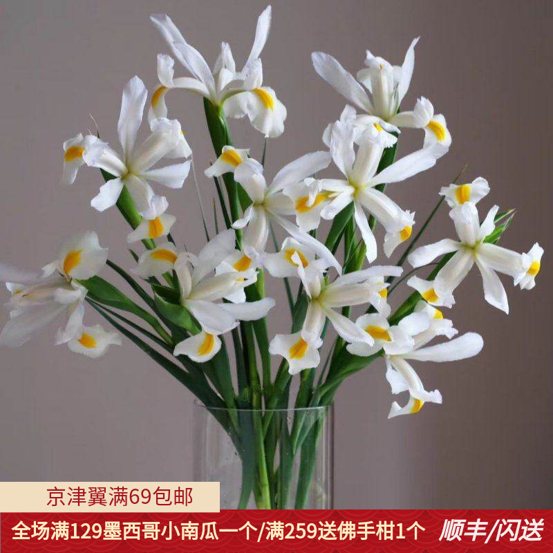 进口白色鸢尾花家庭DIY插花