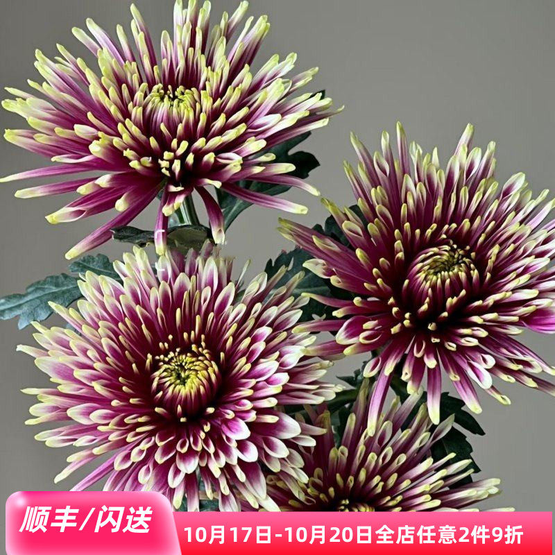 新鲜烟花菊一扎10枝大朵花期长