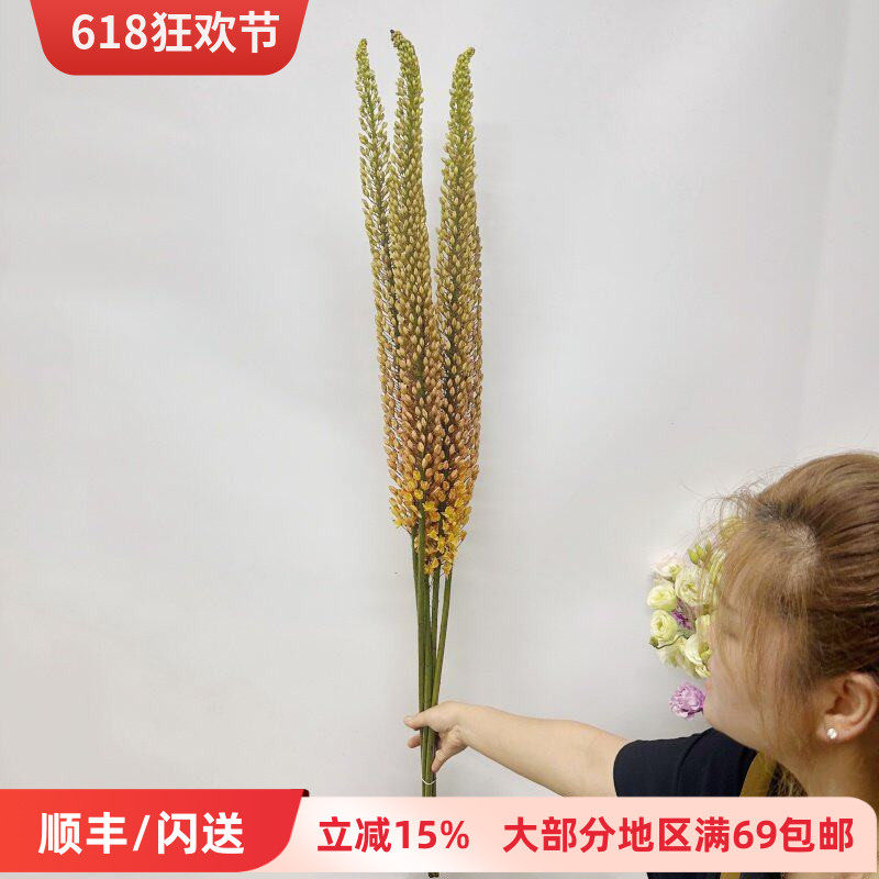 荷兰进口鲜花 狐尾百合一扎5枝高端花艺插花婚礼配花北京花卉直批