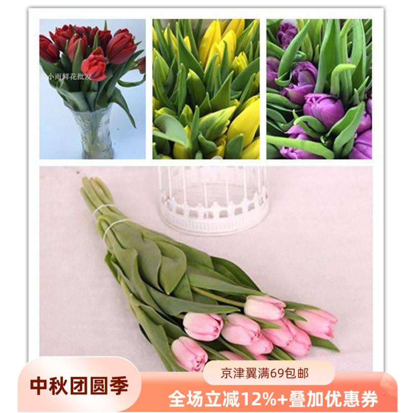 荷兰郁金香鲜花A级多色重瓣直批