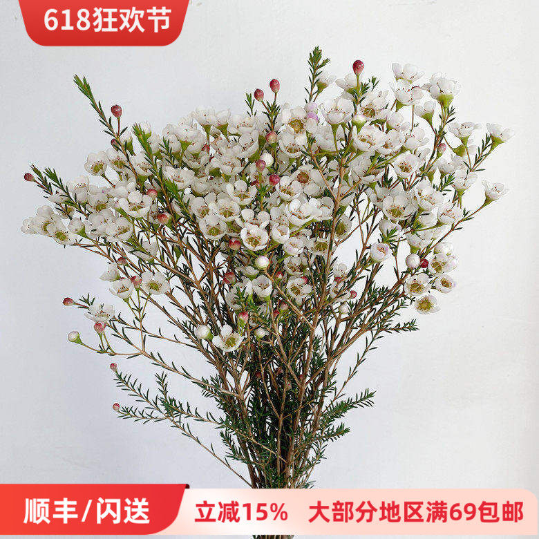 澳洲腊梅 白色花瓣 清新养眼花卉 香满屋家用鲜花插花 同城速递