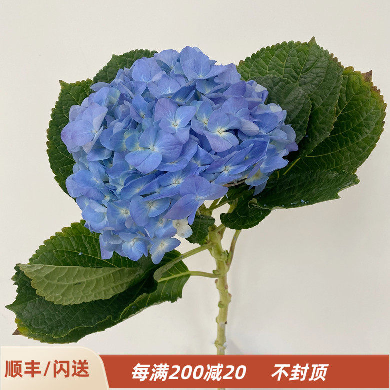 柔美系花卉 大海蓝绣球 大花头一枝独秀 家居水养花 婚庆鲜花布置