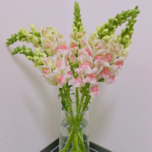 婚礼插花 金鱼草鲜花 日常瓶插 鲜花配花点缀 闪送 多色一扎7枝