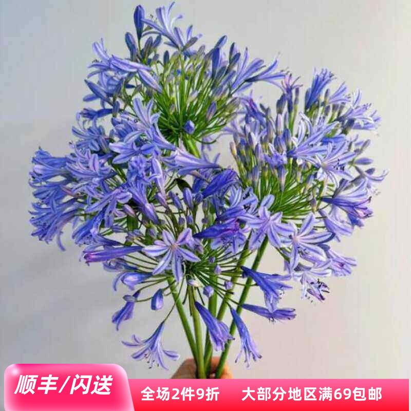 10朵百子莲居家水瓶养花鲜切花