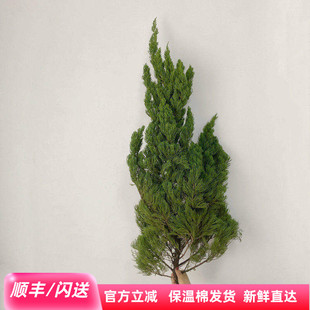 高枝条 龙柏松 侧柏松 云松蓬莱松雪松 鲜切枝圣诞节装饰鲜花速递
