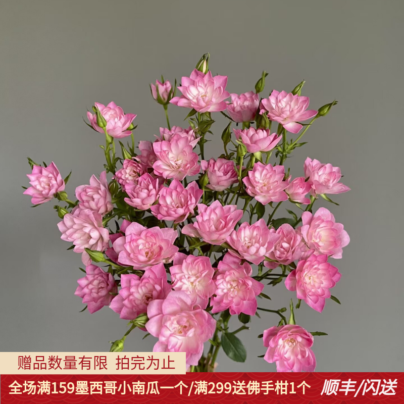 恋咔天河繁星多头小玫瑰10枝