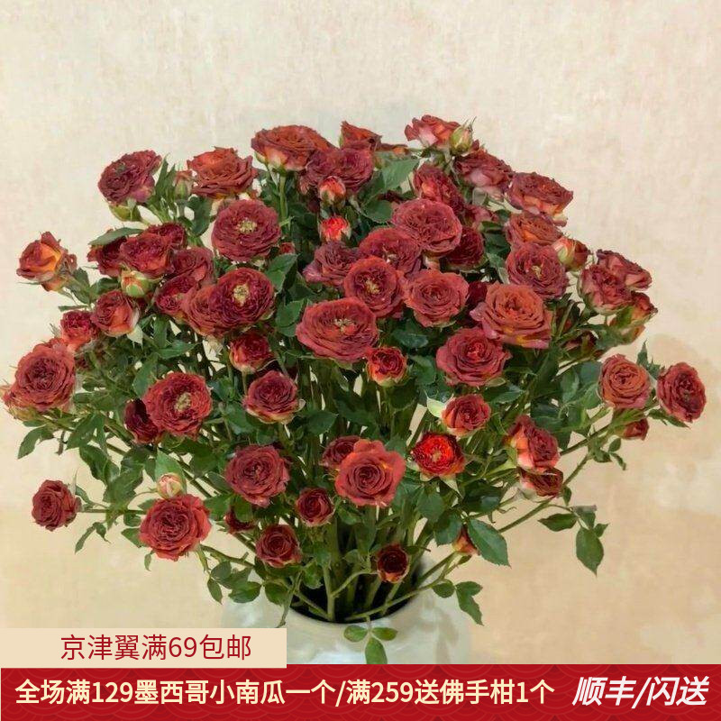 巧克力泡泡多头玫瑰鲜切花
