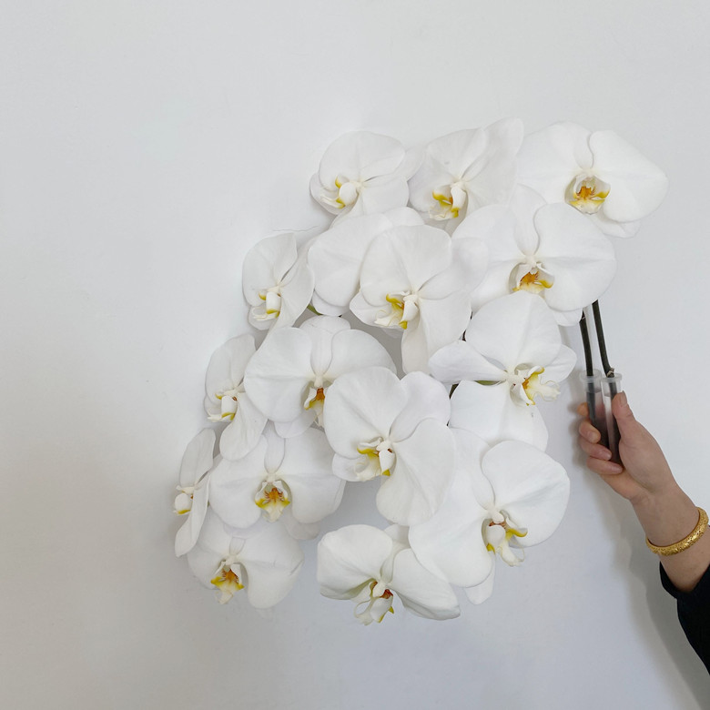 特A蝴蝶兰大朵鲜花优质出口品质