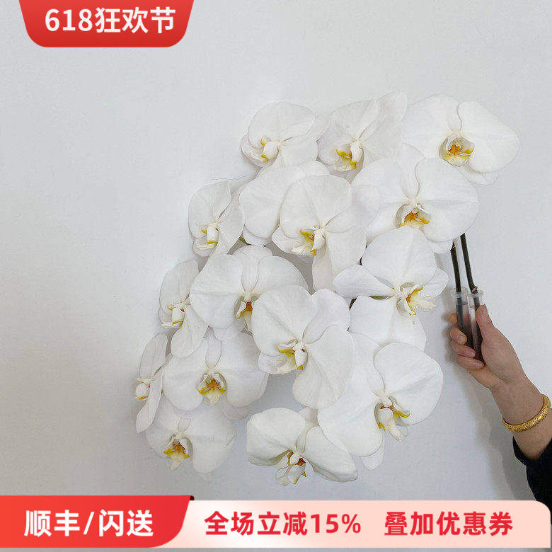 优质特A级 大白蝴蝶兰鲜切花 雪白花瓣DIY花艺插花 北京鲜花速递