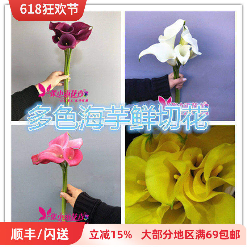 喇叭形海芋5枝家用瓶插花水养