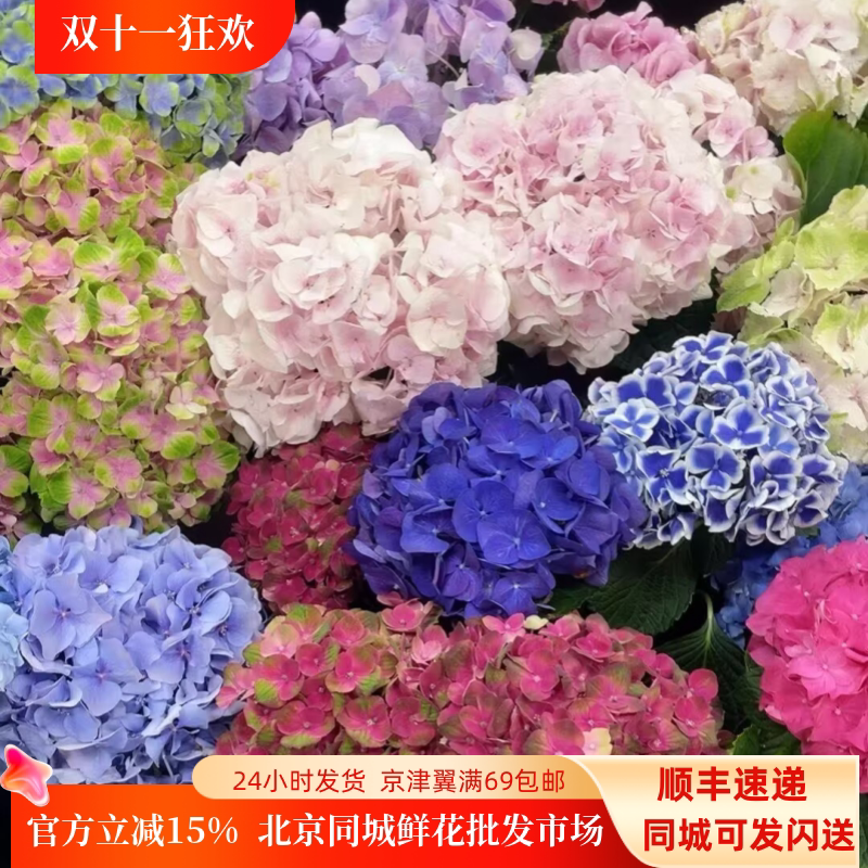 荷兰进口绣球花束婚礼生日礼物