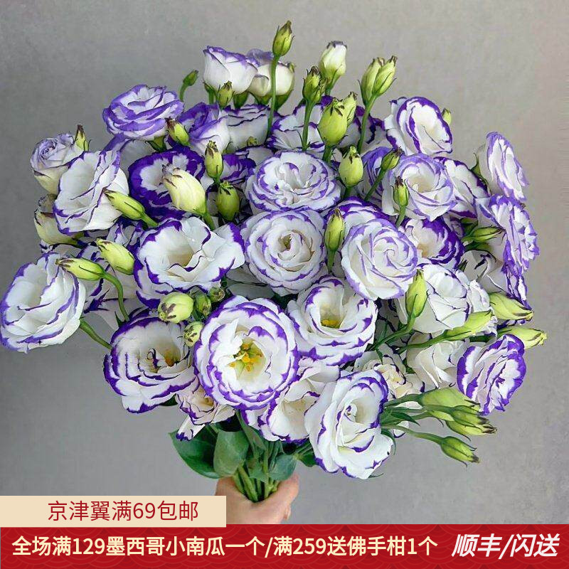 多色洋桔梗10枝龙胆鲜切花插花