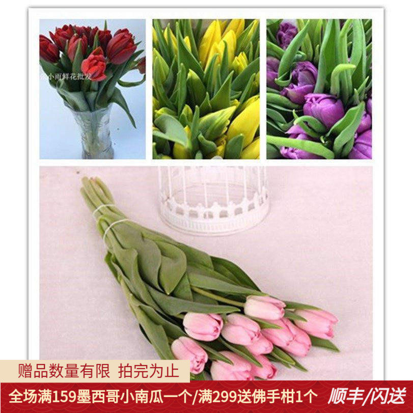 荷兰郁金香鲜花A级多色重瓣直批
