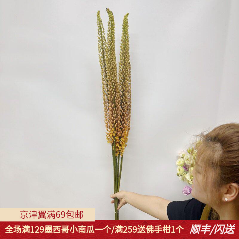 狐尾百合鲜花荷兰进口一束5枝