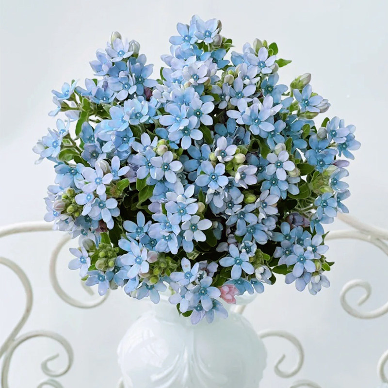 淡雅系 蓝星花鲜切花 蓝色小花朵 清新养眼家庭插花配花北京速递
