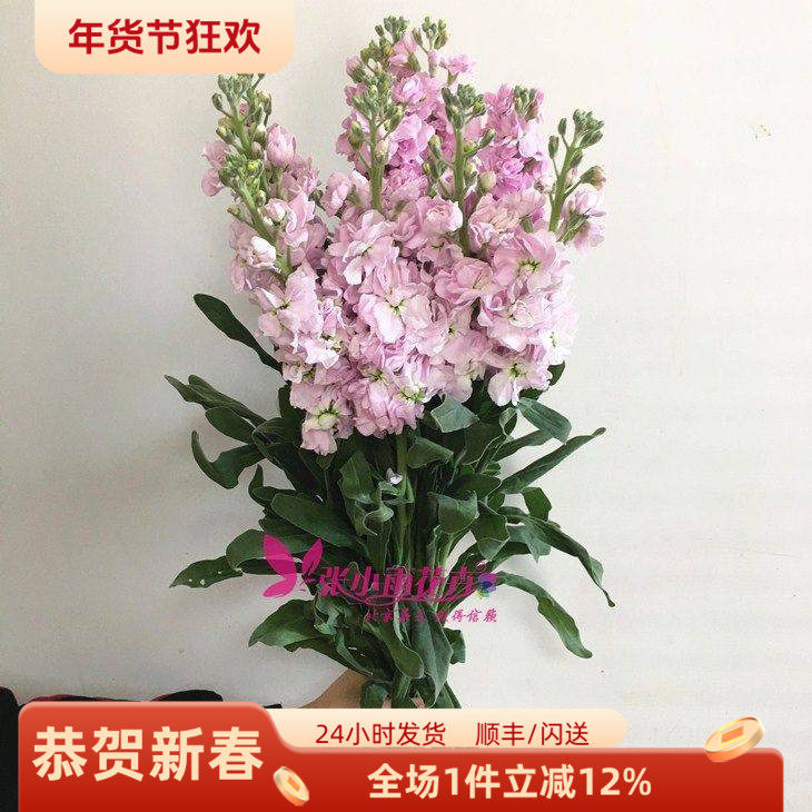 鲜花北京同城 紫罗兰鲜切花香味型花卉办公室婚庆婚礼插花速递