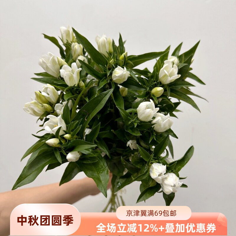 日本龙胆鲜切花高级花材10枝同城