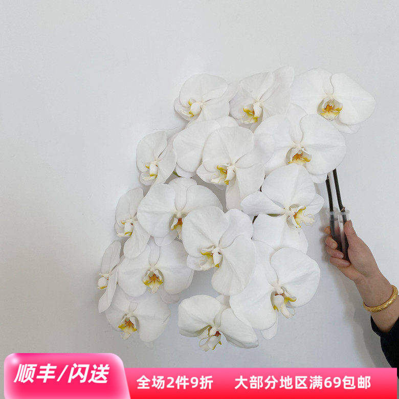 特A蝴蝶兰大朵鲜花优质出口品质