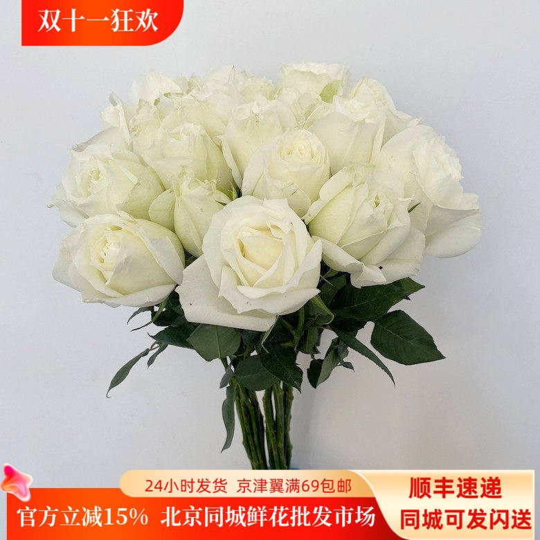 新鲜洁白玫瑰大头白色鲜花坦尼克