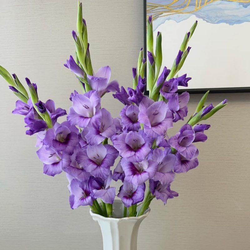 新鲜剑兰鲜切花10枝节节高升