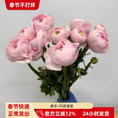 超级樱花粉洋牡丹 大朵千层养水开花 家用鲜花办公室周花同城速递