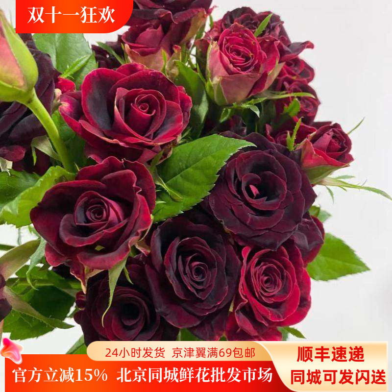 紫罗兰多头黑美人玫瑰耐养易开