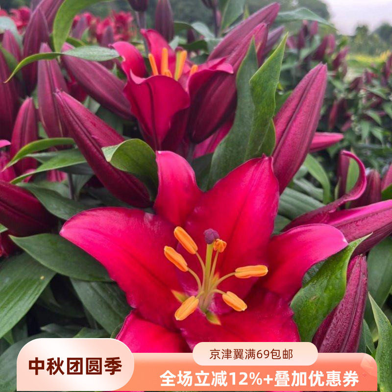 紫蒂百合鲜花10枝大朵深色速递