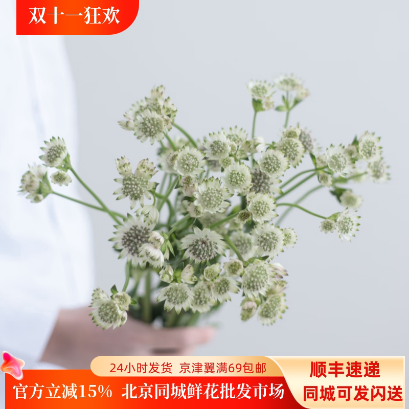 荷兰进口星芹花材北京速递10枝