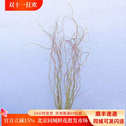 金龙柳鲜切枝大枝北京直达插花