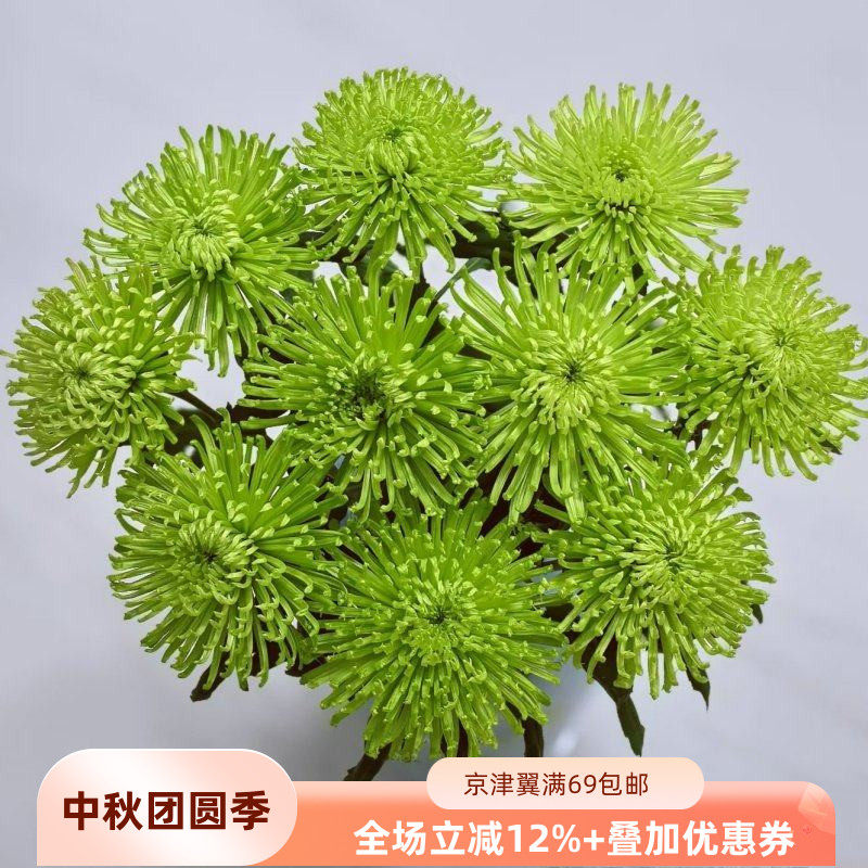 清新绿烟花菊大朵10枝安娜菊线菊