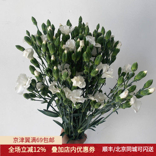 偏偏起舞 蝴蝶康乃馨 多色一束15枝 鲜花美好生活 小资花艺插花 - 封面