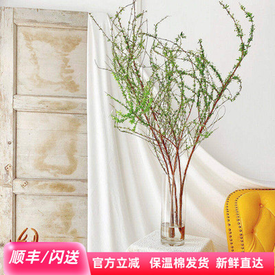雪柳花鲜切枝六月雪艺术插花速递