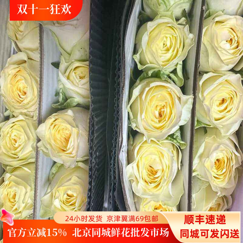 奶油杯玫瑰鲜切花北京速递