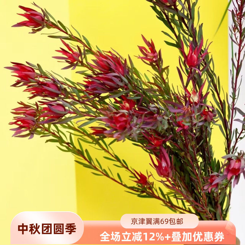 木百合鲜切花5枝小众日常瓶插
