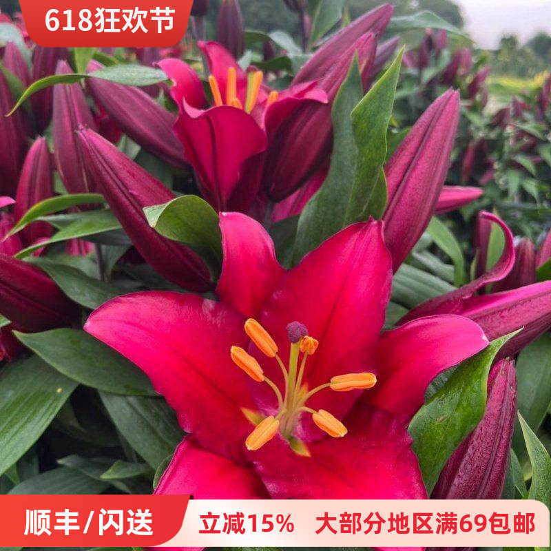 紫蒂百合鲜花一扎10枝A级别大花朵 客厅水瓶插花 北京鲜花直批