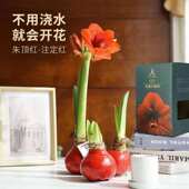 石蜡朱顶红 特级种球 不浇水开花花期超长礼盒送礼生意红火人气旺