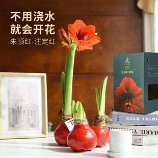 石蜡朱顶红 特级种球 不浇水开花花期超长礼盒送礼生意红火人气旺