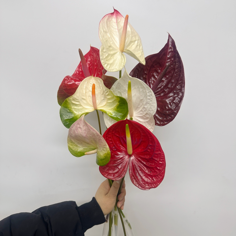 红掌火鹤高端花艺点缀多色选择