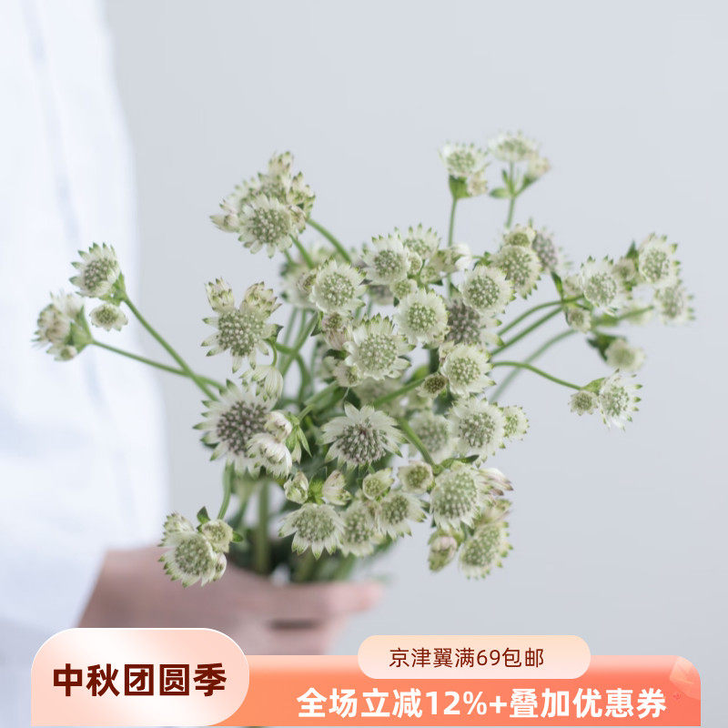 荷兰进口星芹花材北京速递10枝