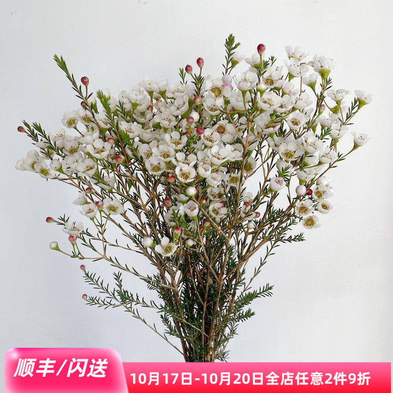 澳洲腊梅家居白色花瓣清新带香味