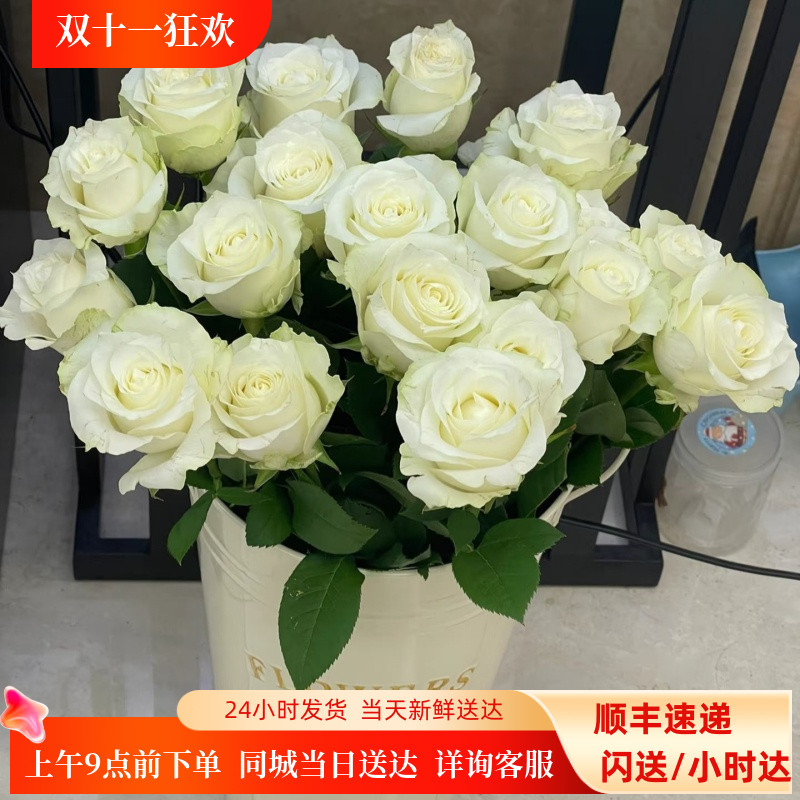 白色骄傲玫瑰  洁白大花朵 淡香居家花瓶插花 新娘手捧花鲜花速递